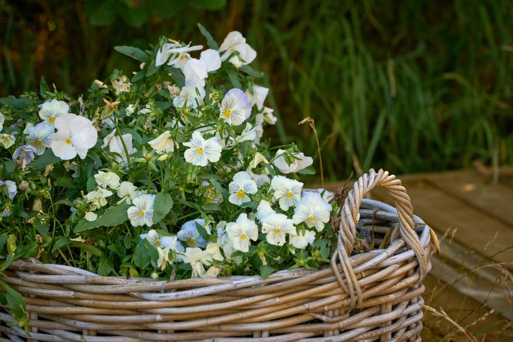 Hesselgaard Glamping Hotel Dalby Kültér fotó